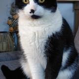 Photo de chat perdu à Chaumont Gistoux