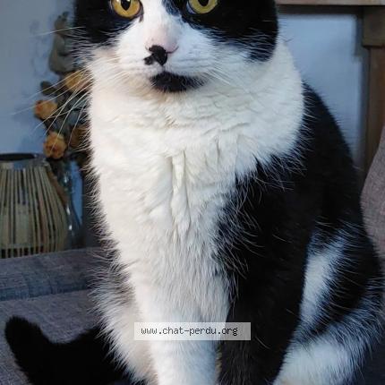 Photo 1/1 Bouboule Chat perdu à Chaumont gistoux