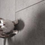 Photo de chat trouvé à Bordeaux