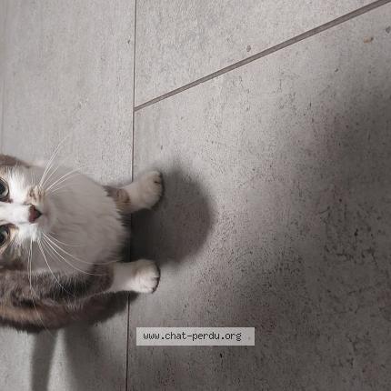 Photo 1/1 Chat trouvé Trouvé à Bordeaux
