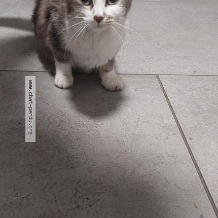 Photo 1/1 Chat retrouvé Trouvé à Bordeaux