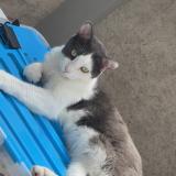 Photo de chat perdu à Crepey