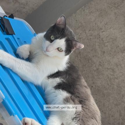 Photo 1/1 Guizmo Chat perdu à Crepey