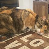 Photo de chat perdu à Mas Blanc Des Alpilles