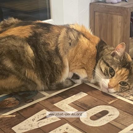 Photo de chat perdu à Mas Blanc Des Alpilles