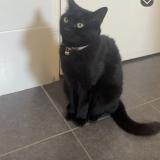 Photo de chat perdu à Rubelles