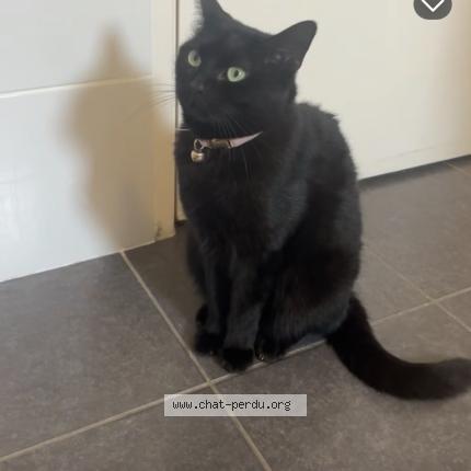 Photo 1/1 Sorona Chat perdu à Rubelles