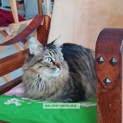 Photo 1/1 Chat trouvé Trouvé à Sete