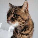 Photo de chat perdu à Montfermeil