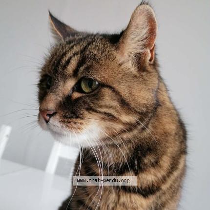 Photo 1/1 DIDOUNE Chat perdu à Montfermeil