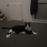 Photo de chat perdu à Combs La Ville