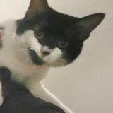 Photo de chat perdu à Nancy