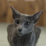 Photo de chat perdu à Vitrolles