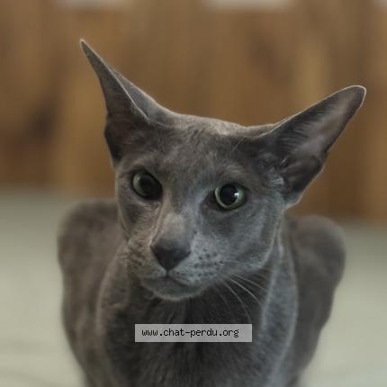 Photo 1/1 OLLY Chat perdu à Vitrolles