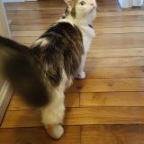 Photo de chat perdu à Angers