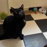 Photo de chat perdu à Metz