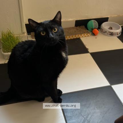 Photo 1/1 Shadow Chat perdu à Metz