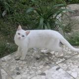 Photo de chat trouvé à Le Cannet