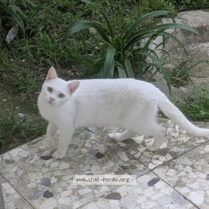 Photo 1/1 Chat trouvé Trouvé à Le cannet