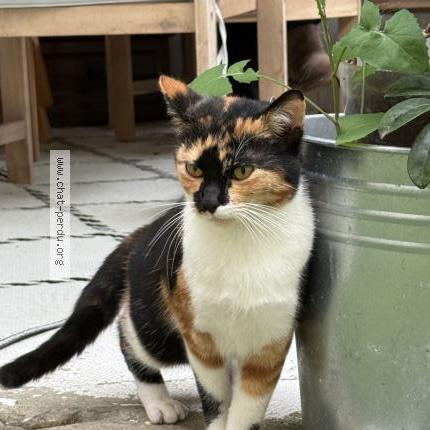 Photo 2/2 Chat trouvé Trouvé à Bordeaux