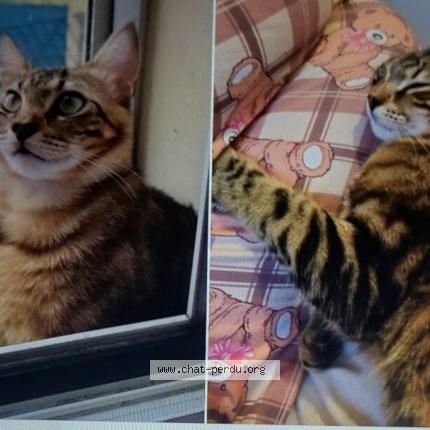 Photo 1/1 titi Chat perdu à Portet sur garonne