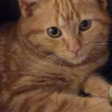 Photo de chat perdu à Saint Laurent De Mure