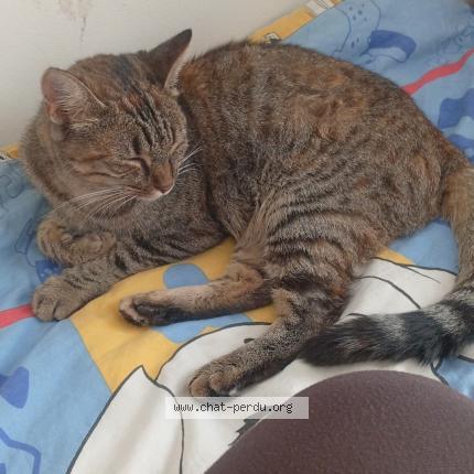 Photo 1/1 mimine Chat perdu à Villenauxe La Peite
