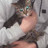 Photo de chat perdu à Roubaix