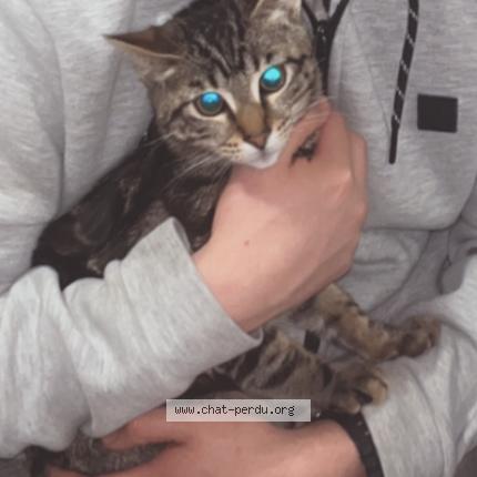 Photo 1/1 Fabricio herrera bustamante Chat perdu à Roubaix