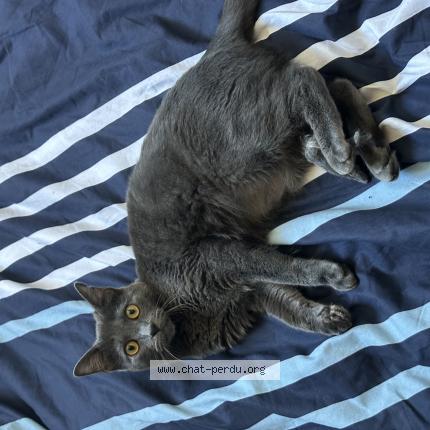 Photo 1/1 Sky Chat perdu à Bagneres de luchon