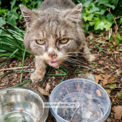 Photo 1/1 Chat trouvé Trouvé à Lens