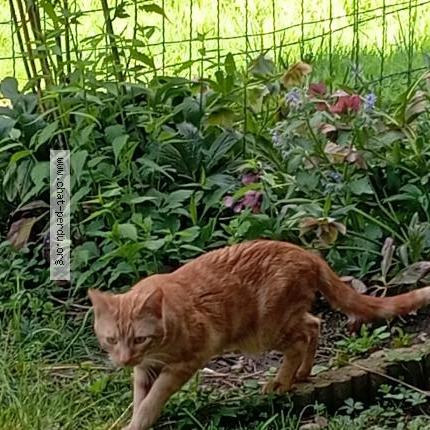 Photo de chat trouvé à St Chamond