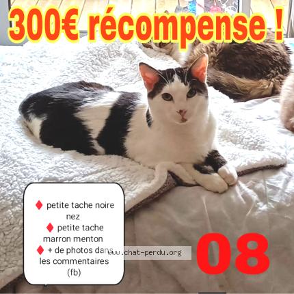 Photo de chat perdu à Rethel