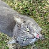 Photo de chat trouvé à Suce Sur Erdre