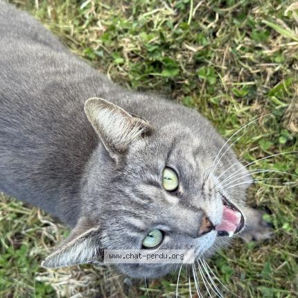 Photo 1/1 Chat trouvé Trouvé à Suce sur erdre