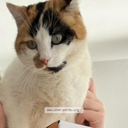 Photo 1/1 Pepsi Chat perdu à Grau du roi