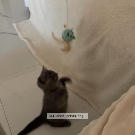 Photo 1/1 Ninette Chat perdu à Nice