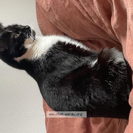 Photo 1/1 Lune Chat perdu à Andlau