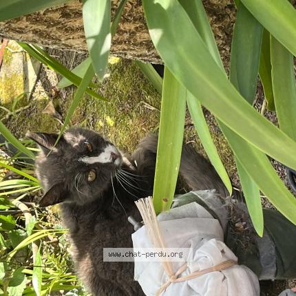 Photo 1/1 Chat trouvé Trouvé à Cherbourg