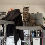 Photo de chat perdu à Parmain