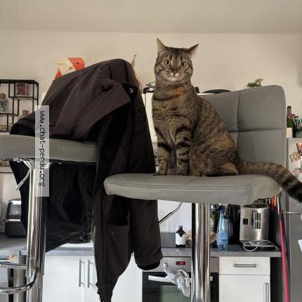 Photo 1/1 Luna Chat perdu à Parmain