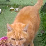 Photo de chat perdu à Ermont