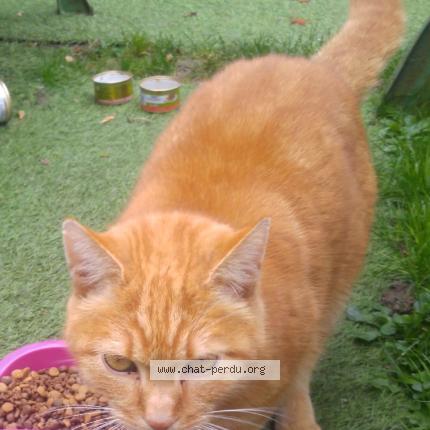 Photo 1/1 speedy Chat perdu à Ermont