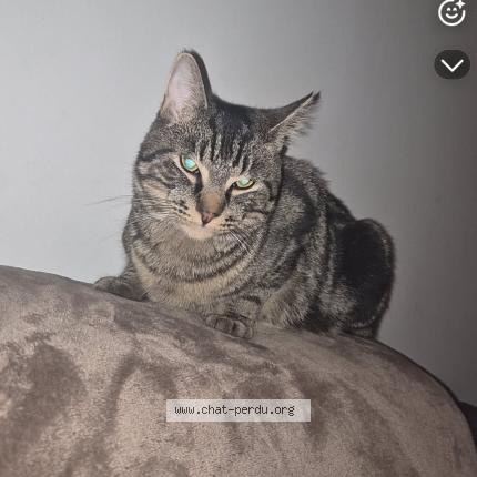 Photo de chat perdu à Ougree