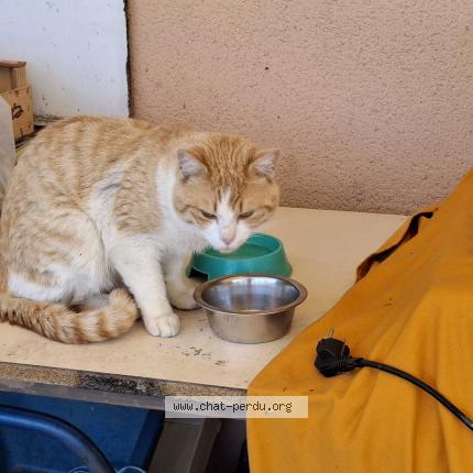 Photo 1/1 Chat trouvé Trouvé à Lavergne