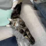 Photo de chat perdu à Ares