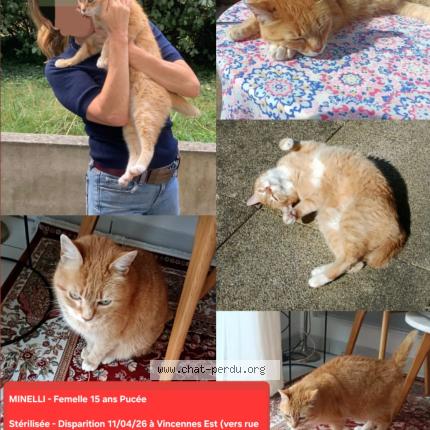 Photo 1/1 MINELLI Chat perdu à Vincennes