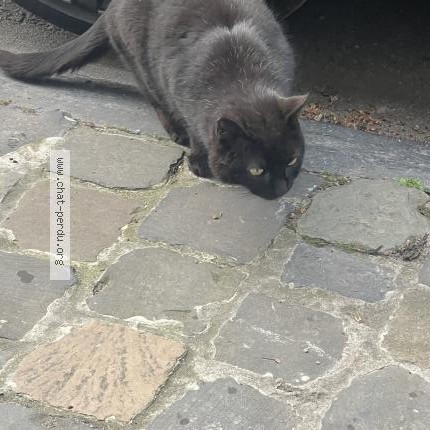 Photo 1/1 Chat trouvé Trouvé à Ixelles