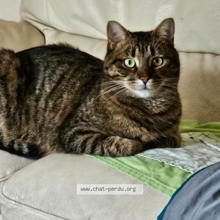 Photo 1/1 Tigrou Chat perdu à Fouenant