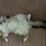 Photo de chat perdu à Lattes